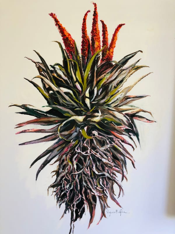 Aloe in Bloom, landscape painting by Virginia Hadfield
