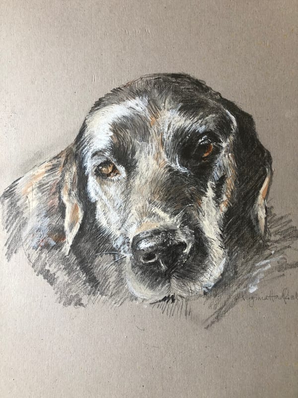 Pet Portraits
