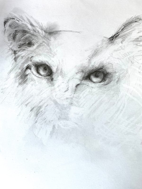Cat, pet portrait by Virginia Hadfield