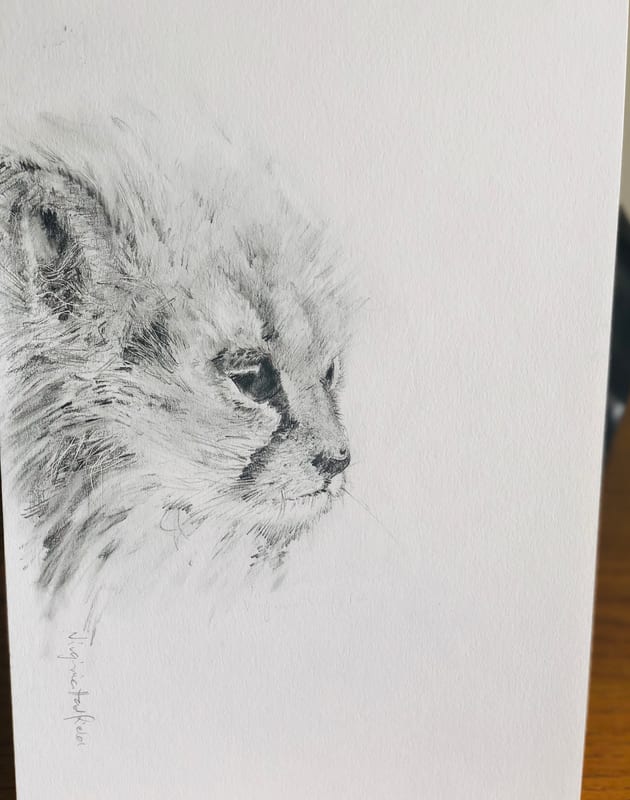 Cat Study, pet portrait by Virginia Hadfield