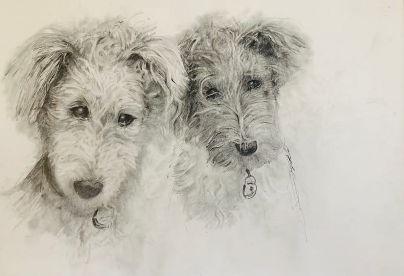 Wire Fox Terriers, pet portrait by Virginia Hadfield