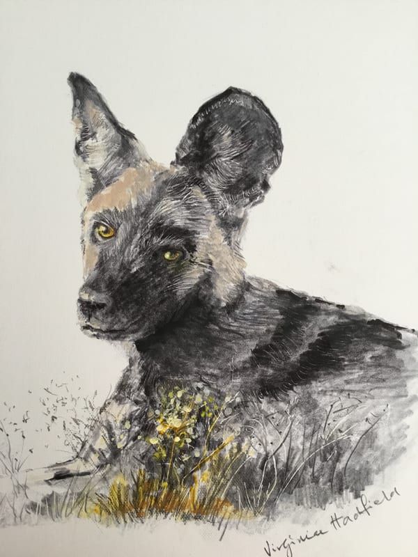 African Wild Dog, wildlife painting by Virginia Hadfield