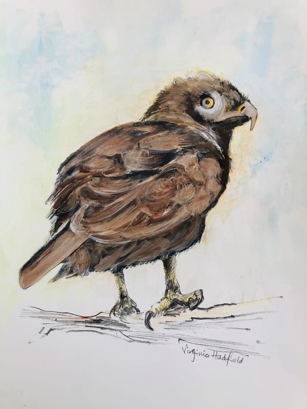 Fledgling, wildlife painting by Virginia Hadfield