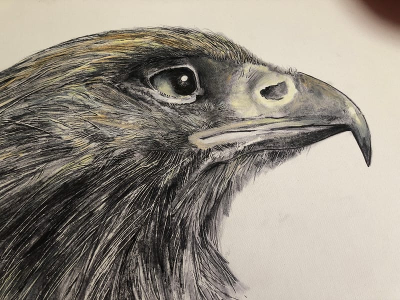 Golden Eagle, wildlife painting by Virginia Hadfield