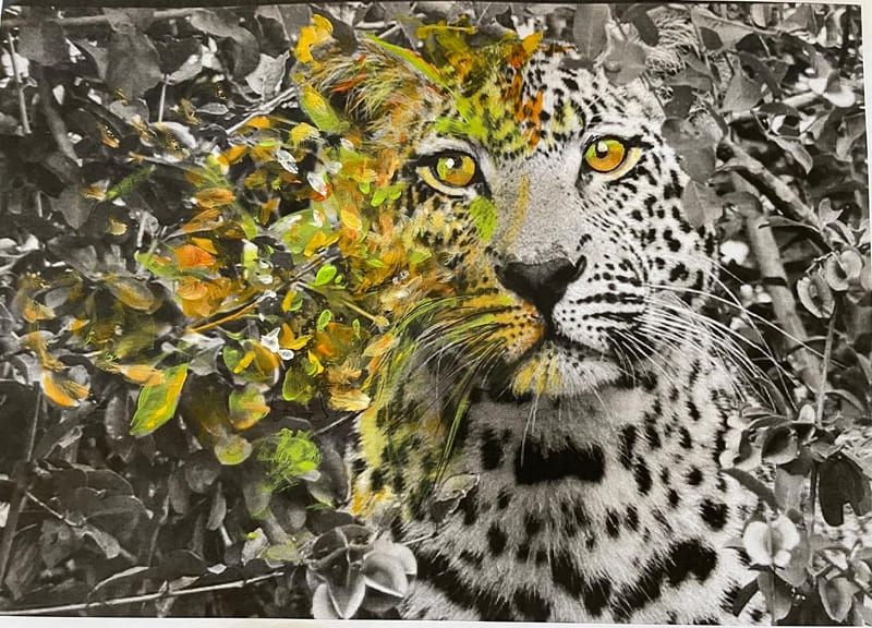 Leopard in Colour, wildlife painting by Virginia Hadfield