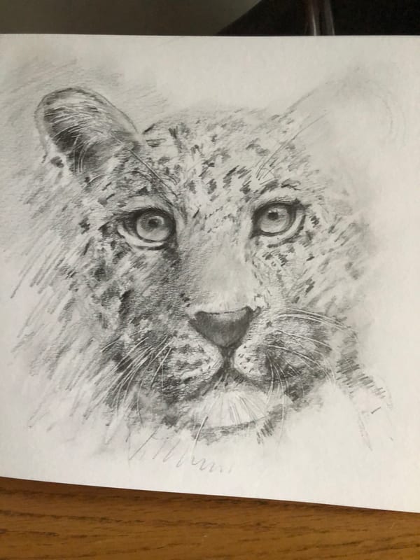 Leopard, wildlife painting by Virginia Hadfield