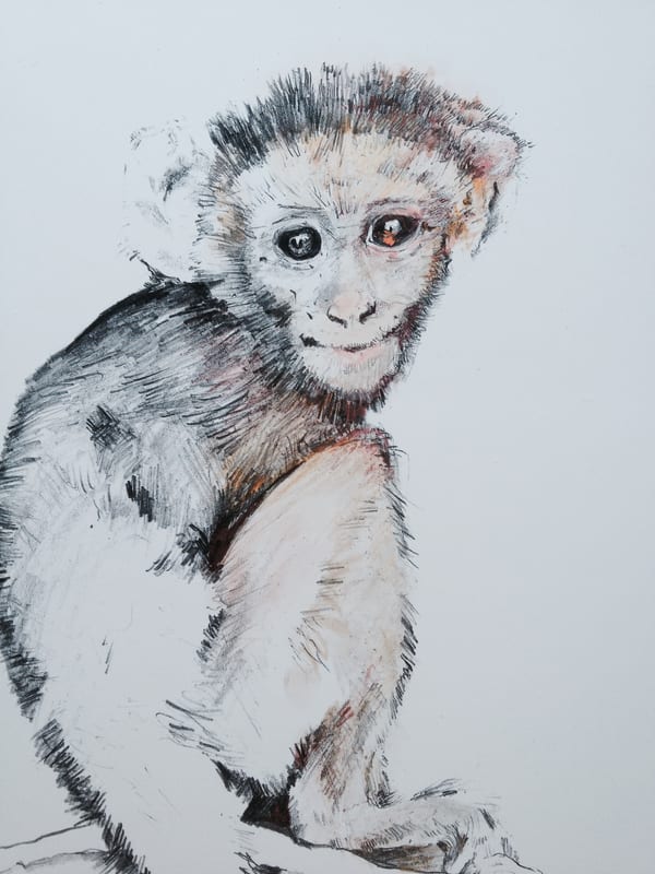 Monkey, wildlife painting by Virginia Hadfield