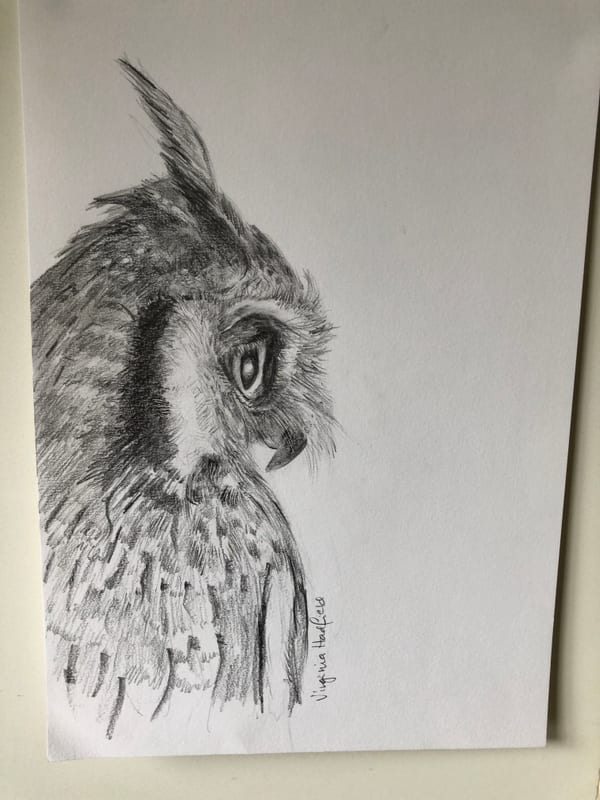 Owl, wildlife painting by Virginia Hadfield