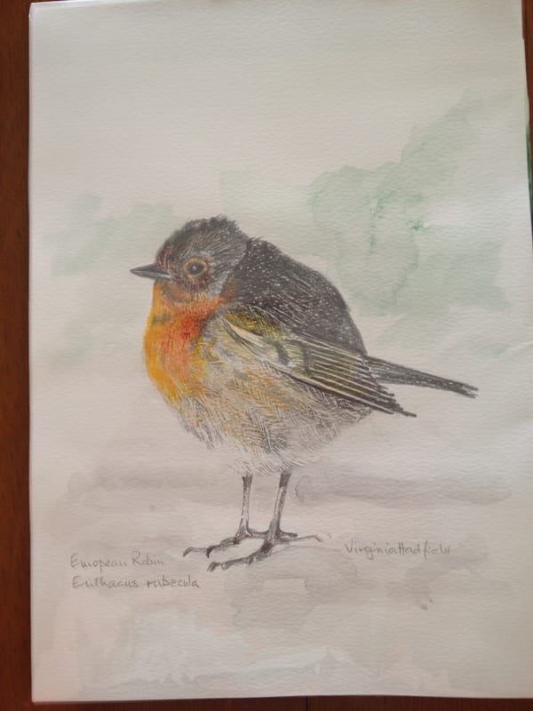 Robin, wildlife painting by Virginia Hadfield